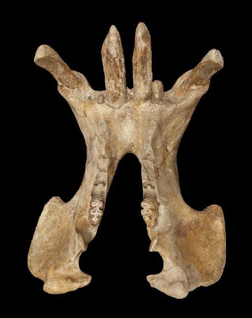 Hippopotamus amphibius Linnaeus, 1758 - M2521 Hippopotamus mandible from Pleistocene deposits at Barrington (3)