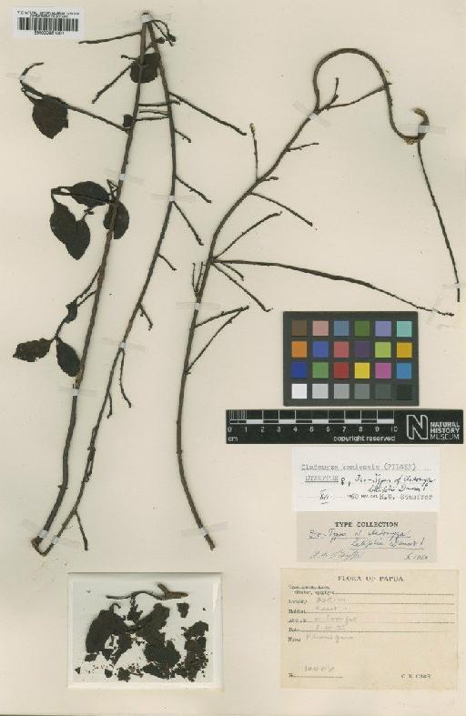 Cladomyza latifolia Danser - BM000951301
