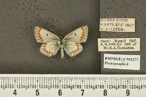 Aricia agestis ab. deleta Cockerell, 1889 - BMNHE_501277_177471