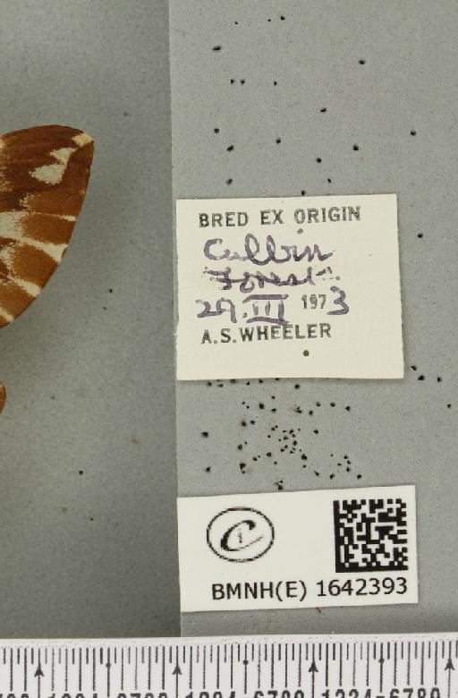 Endromis versicolora (Linnaeus, 1758) - BMNHE_1642393_label_240356
