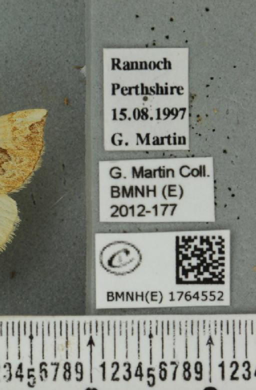 Eulithis populata (Linnaeus, 1758) - BMNHE_1764552_label_344465