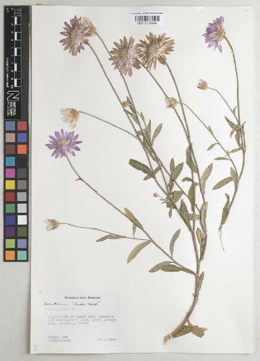 Xeranthemum annuum 'Double Mixed' - BM015176464