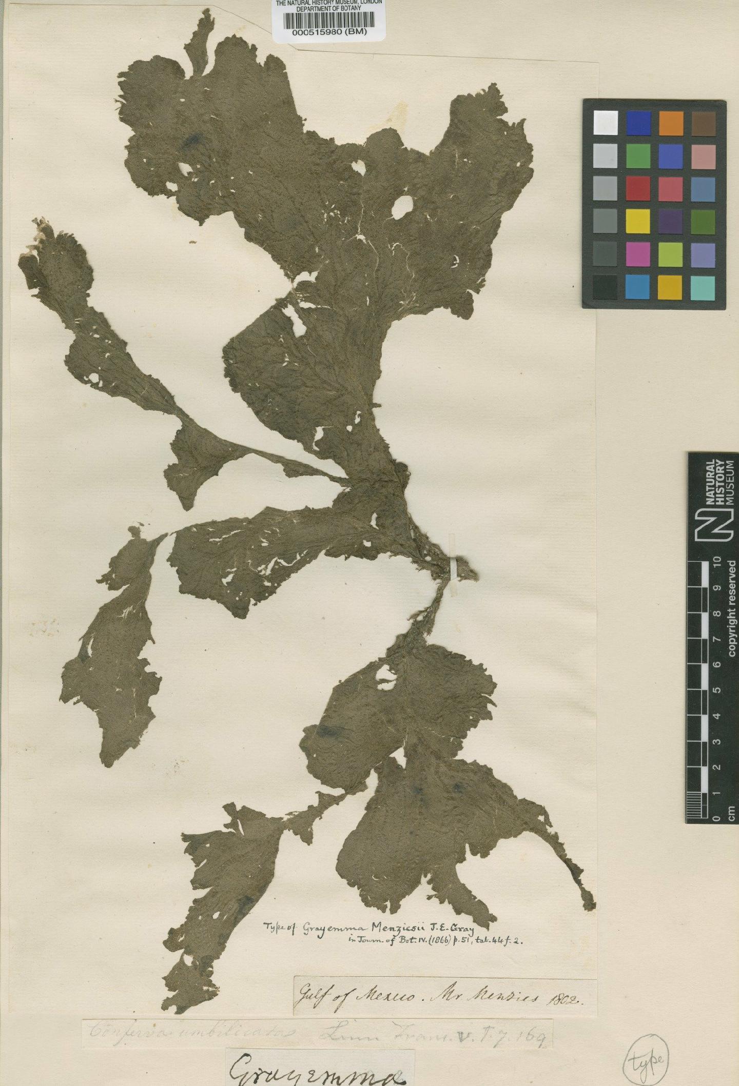 To NHMUK collection (Anadyomene menziesii (Gray) J.Agardh; Isotype; NHMUK:ecatalogue:4829495)