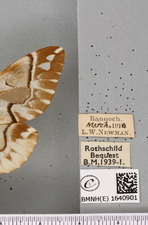 Endromis versicolora (Linnaeus, 1758) - BMNHE_1640901_label_240144