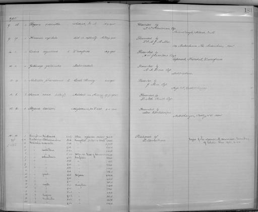 Porzana pusilla intermedia (Hermann, 1804) - Zoology Accessions Register: Aves (Skins): 1904 - 1905: page 181