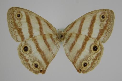Euptychia westwoodi Butler, 1867 - BMNH(E)_ 1267119_Euptychia_westwoodi_Butler_T_female_ (3)