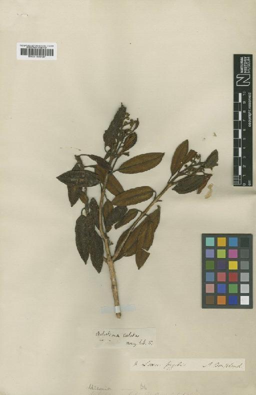 Miconia caelata (Bonpl.) DC. - BM001008197