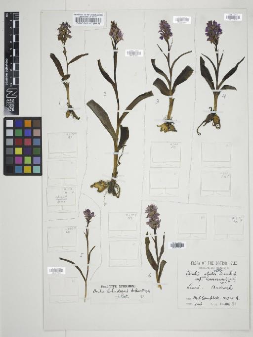 Dactylorhiza fuchsii subsp. hebridensis (Wilmott) Soó - 010766293