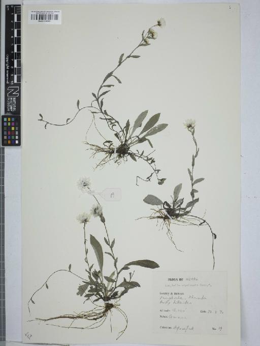 Anaphalis nepalensis (Spreng.) -Mazz - 001116062