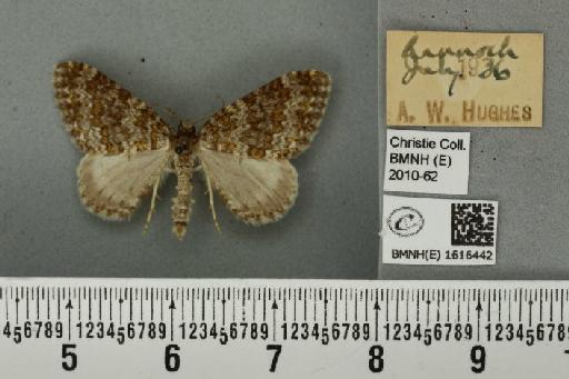 Entephria flavicinctata ruficinctata (Guenée, 1858) - BMNHE_1616442_318959