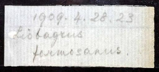 Liobagrus formosanus Regan, 1908 - 1909.4.28.23; Liobagrus formosanus; image of jar label; ACSI project image