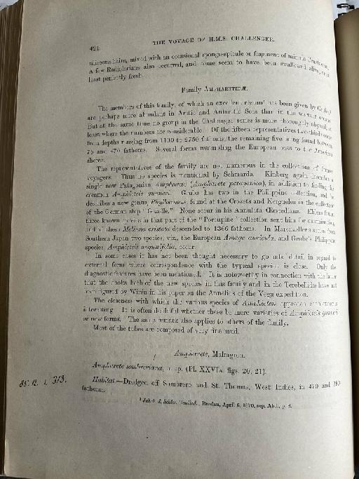 Praxilla kerguelensis McIntosh, 1885 - Challenger Polychaete Scans of Book 261