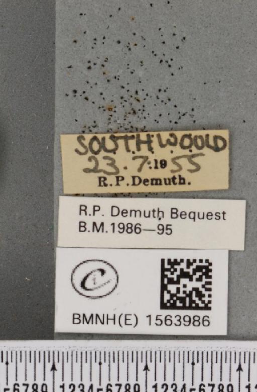 Bena bicolorana (Fuessly, 1775) - BMNHE_1563986_label_293150
