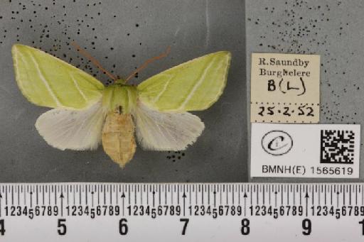 Pseudoips prasinana britannica (Warren, 1913) - BMNHE_1565619_293722