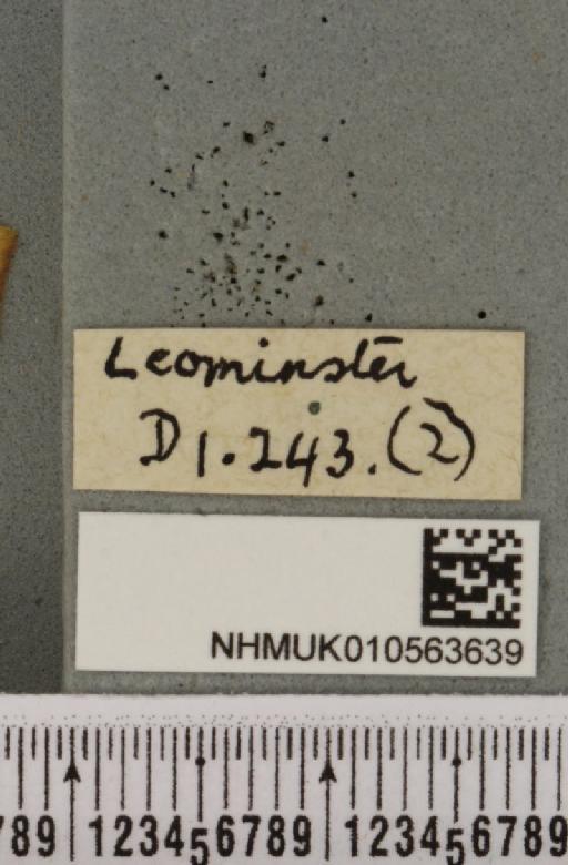 Cirrhia icteritia (Hufnagel, 1766) - NHMUK_010563639_label_621204