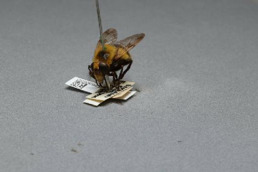 Volucella bombylans (Linnaeus, 1758) - 012530550_additional_3