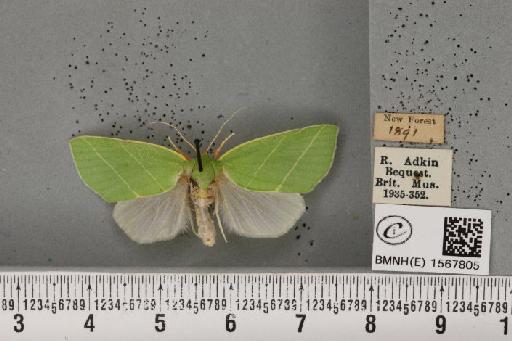 Bena bicolorana (Fuessly, 1775) - BMNHE_1567805_293247