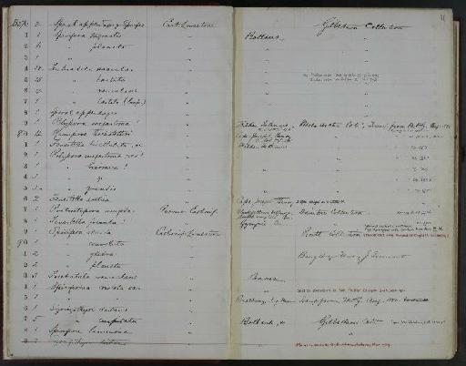 Terebratula saccula J. de C. Sowerby - NHM-UK_P_DF118_02_29_0023