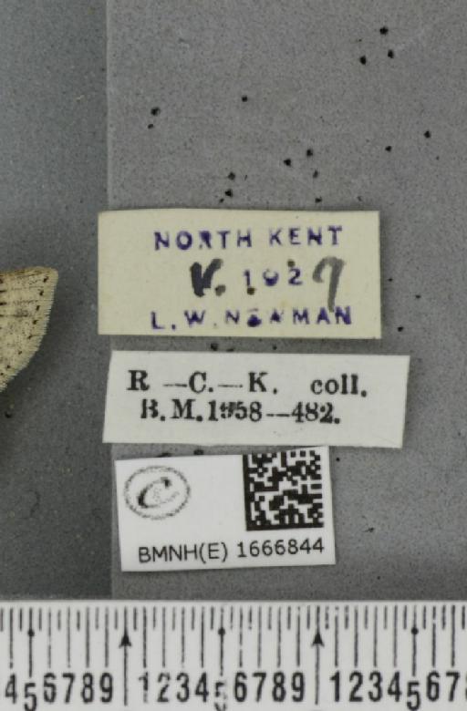 Cyclophora albipunctata ab. striata Lempke, 1949 - BMNHE_1666844_label_274181