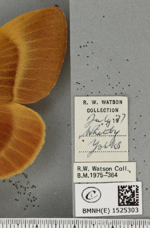Lasiocampa quercus callunae Gillette & Palmer, 1847 - BMNHE_1525303_label_194193