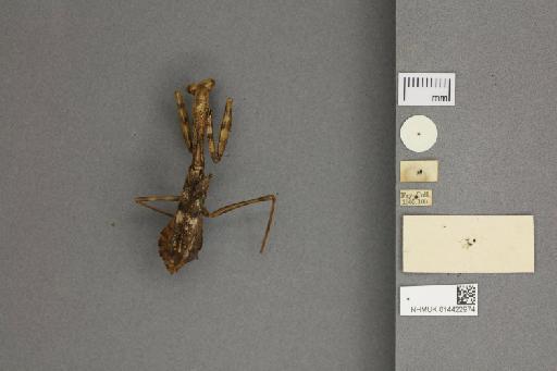 Stagmomantis nordica Giglio-Tos, 1917 - 014422974_labels_ventral