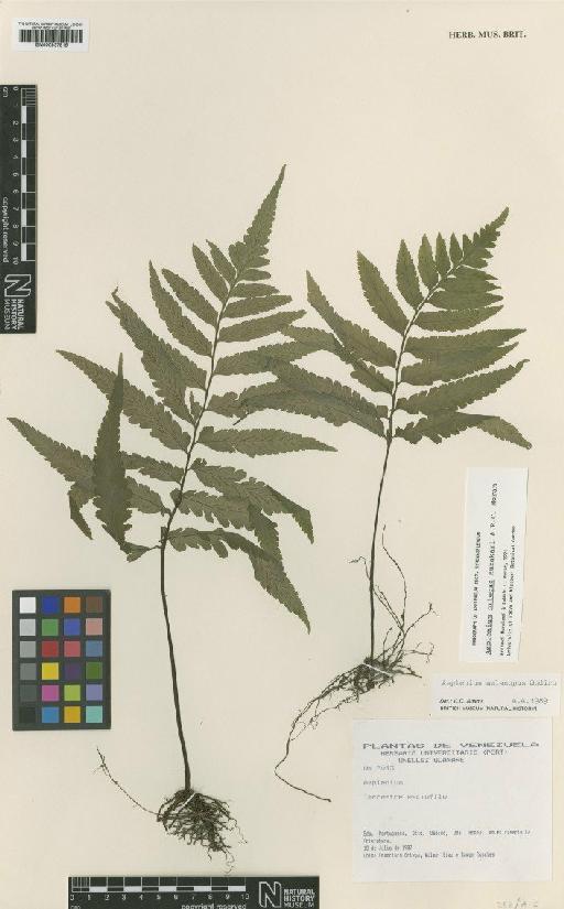 Asplenium ortegae N.Murak. & R.C.Moran - BM000937815