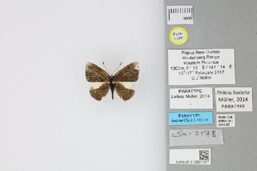 Philiris baiteta Müller, 2014 - 012824367_Philiris_baiteta_Muller_2014_PT