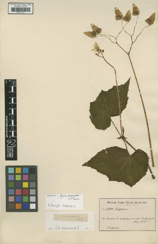 Begonia brachypoda O.E.Schulz - BM001191431
