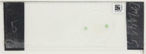 Plantae Haeckel - 014761234_289739_4514081