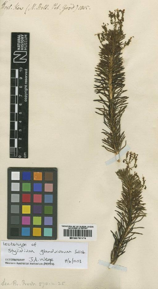 Stylidium glandulosum Salisbury - BM000797474