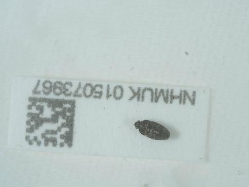 Meligethes gagathinus Erichson, 1845 - 015073967_4