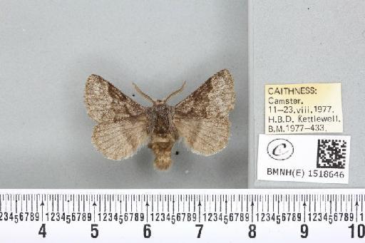 Trichiura crataegi (Linnaeus, 1758) - BMNHE_1518646_202287