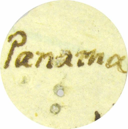 Ceratina eximia Smith, F., 1862 - 969506 Ceratina eximia type label 1