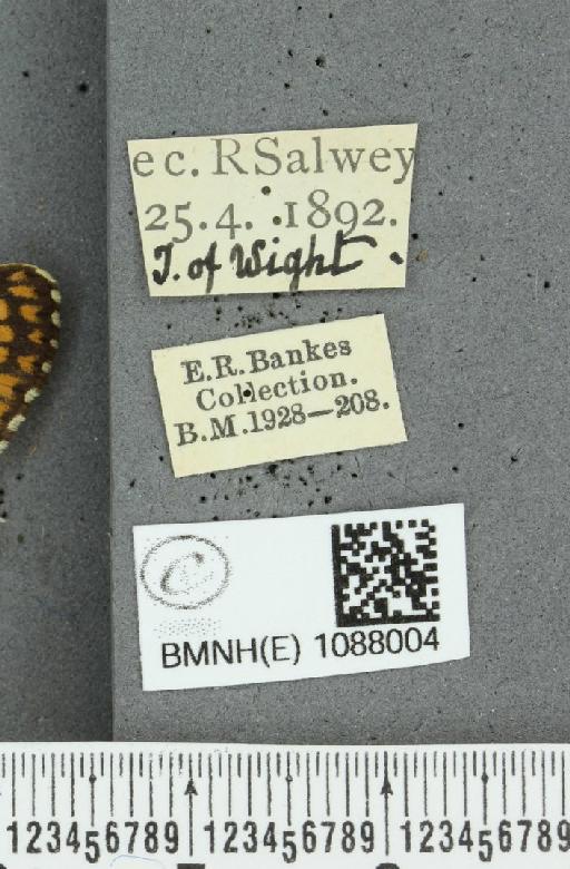 Melitaea cinxia (Linnaeus, 1758) - BMNHE_1088004_label_58261