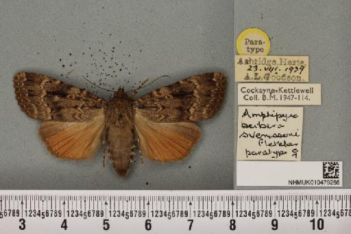 Amphipyra berbera svenssoni Fletcher, D.S., 1968 - NHMUK_010479266_571661