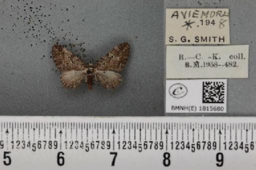Eupithecia pusillata (Denis & Schiffermüller, 1775) - BMNHE_1815680_384744