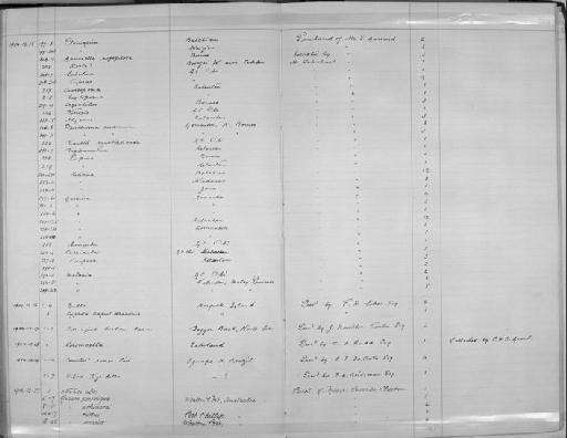 Ganesella rufofilosa subterclass Tectipleura (Bock, 1881) - Zoology Accessions Register: Mollusca: 1900 - 1905: page 184