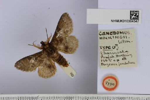 Coenodomus hockingi Walsingham - Coenodomus hockingii Wlsm. Type male NHMUK010304547