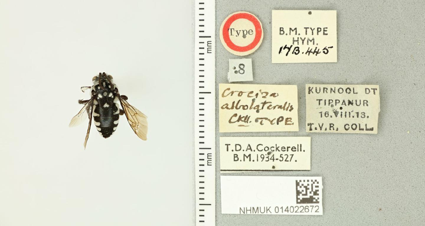 Thyreus albolateralis