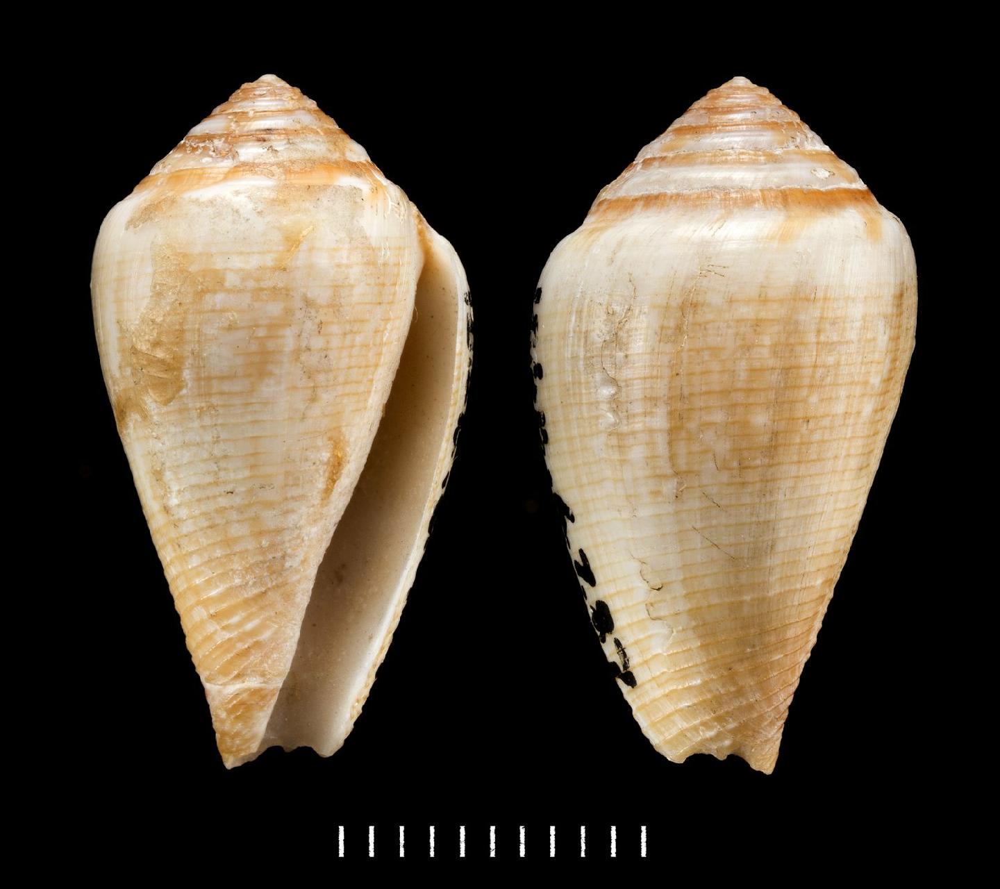 To NHMUK collection (Conus californicus Reeve, 1844; LECTOTYPE; NHMUK:ecatalogue:6766234)