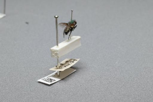 Sarcophaga (Myorhina) nigriventris Meigen, 1826 - 015091936_additional_1