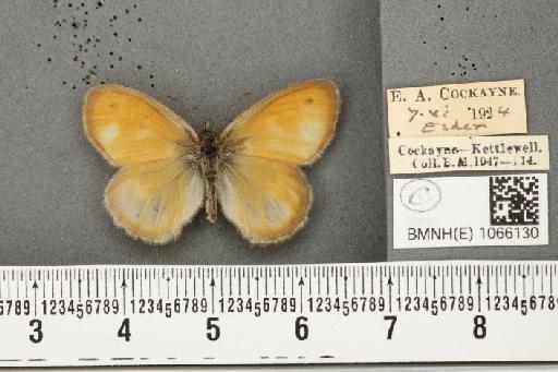Coenonympha pamphilus (Linnaeus, 1758) - BMNHE_1066130_27483