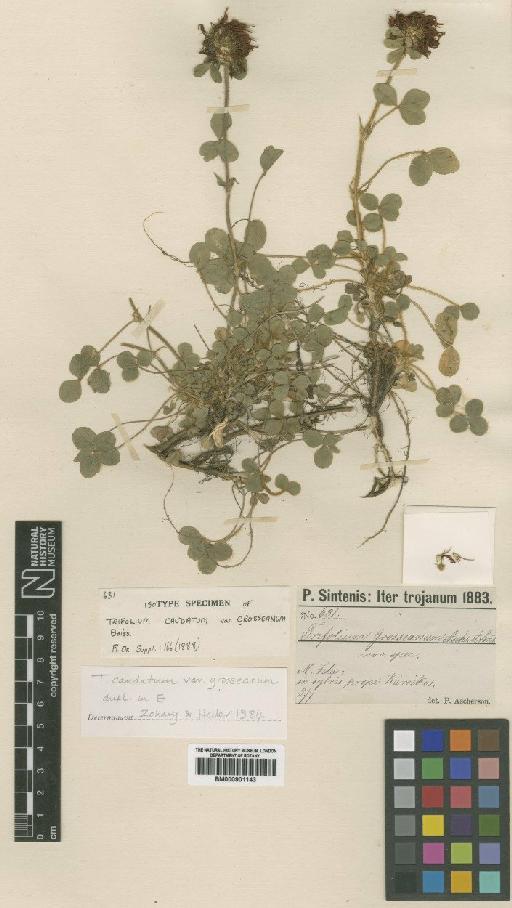 Trifolium caudatum Boiss - BM000901143