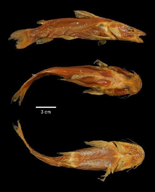 Chrysichthys cranchii (Leach, 1818) - 2005.5.17.4; Pimelodus cranchii; type; ACSI Project image