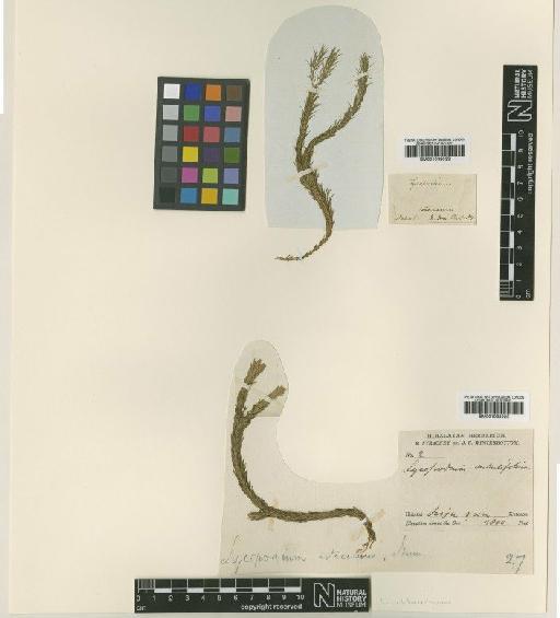 Lycopodium pulcherrimum Wall. ex Hook. & Grev. - BM001038023