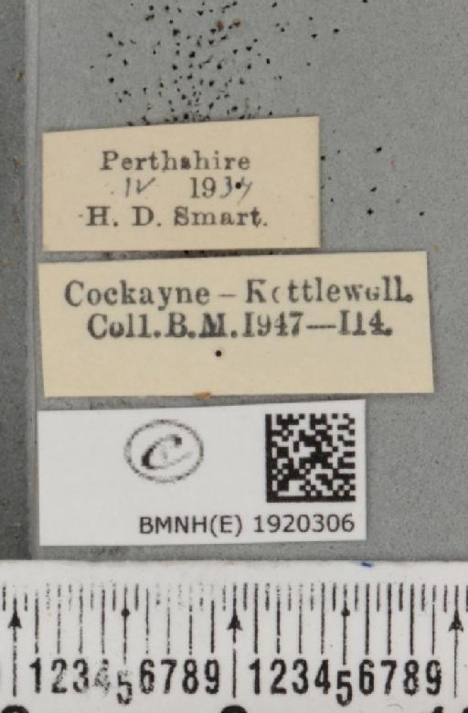 Ematurga atomaria (Linnaeus, 1758) - BMNHE_1920306_label_486180