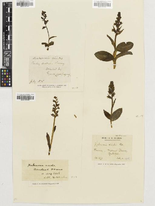 Coeloglossum viride (L.) Hartm. - BM001002540