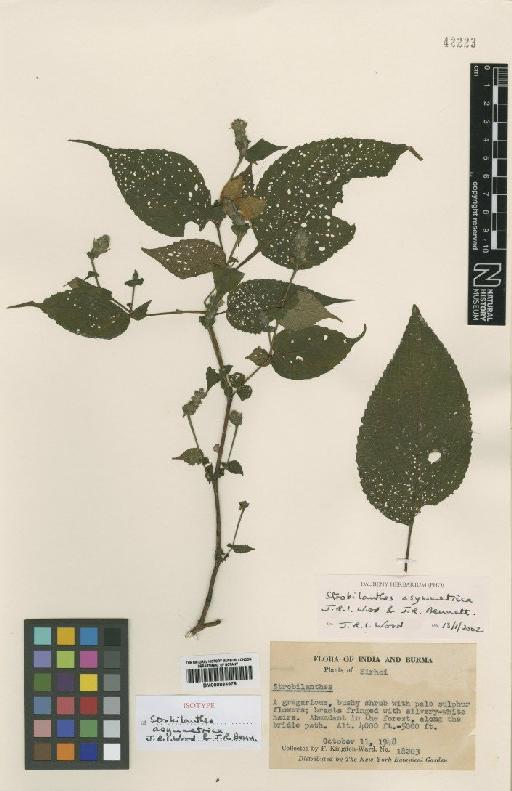 Strobilanthes asymmetrica J.R.I.Wood & J.R.Benn - BM000884979