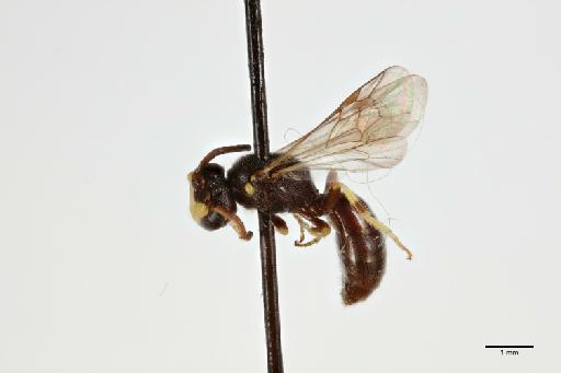 Hylaeus (Lambdopsis) pfankuchi (Alfken, 1919) - 013983587_lateral