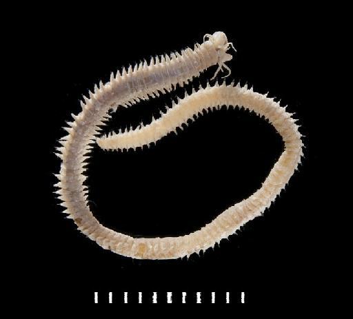 Leonnates simplex Monro, 1939 - Polychaete type specimen; Nereidae; 1941.4.4.2 dorsal